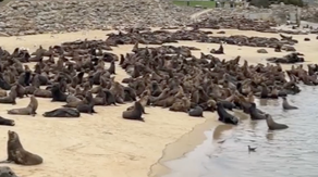 Watch: Hundreds of sea lions take over California beach