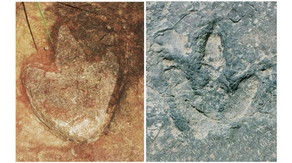 ‘Almost identical’ dinosaur tracks found in Brazil and Africa. Here’s what that proves: