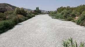 Watch: Thousands of dead, stinky fish fill Greek tourist port after historic flooding