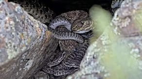 Watch: Baby rattlesnakes emerge where thousands of snakes seen slithering in Colorado ‘mega-den’