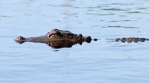 Watch: Alligator spotted swimming through Debby floodwaters in South Carolina