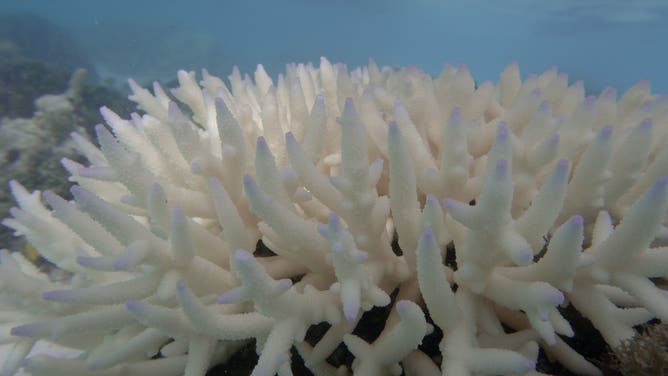 Corals seen on the Great Barrier Reef in the Coral Sea near Australia.