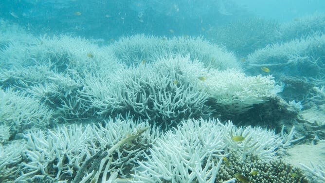 Corals seen on the Great Barrier Reef in the Coral Sea near Australia.