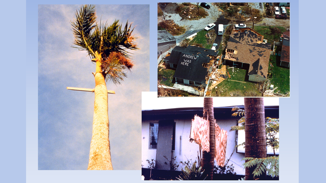 Impaled palm trees. Aerial view of destruction.