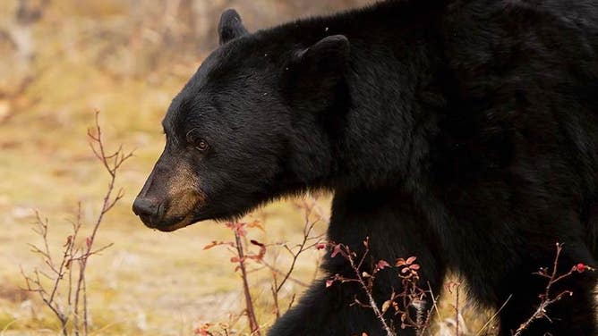 FILE: Black bear.