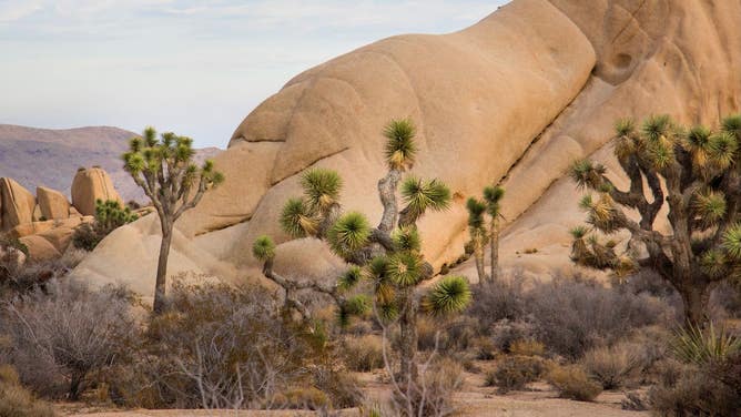 Joshua Trees at Jumbo Rocks Campground in Joshua Tree National Park.