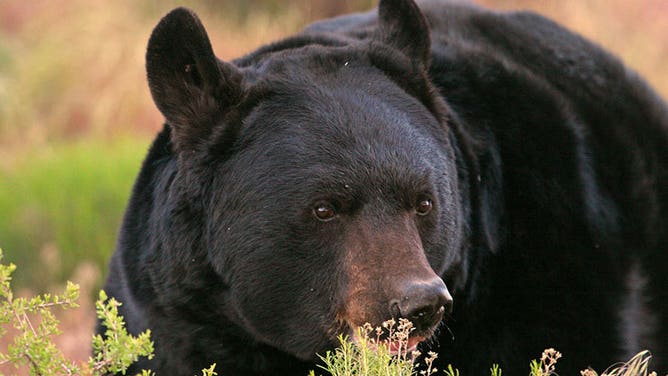 FILE: Black bear.