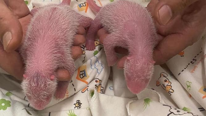 The twins, with the girl on the left and the boy on the right.