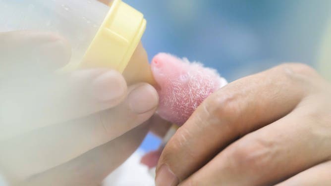 The male panda newborn.