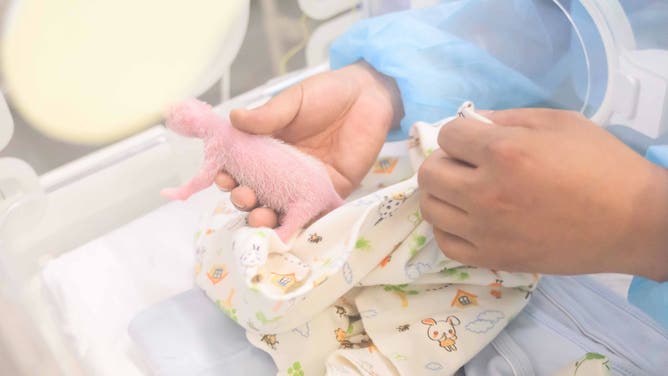 The male panda newborn.