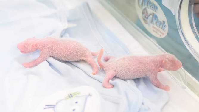 The twins, with the boy on the left and the girl on the right.