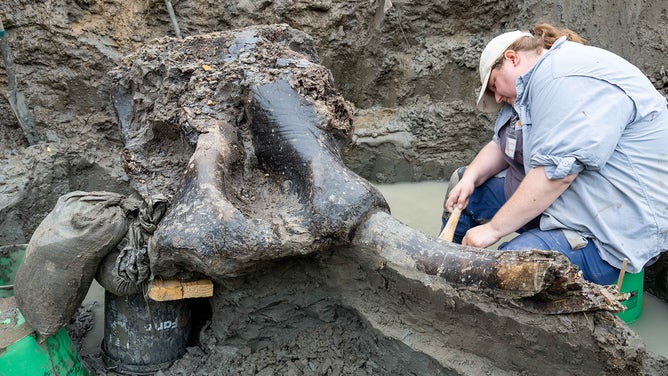 Mastodon skull.