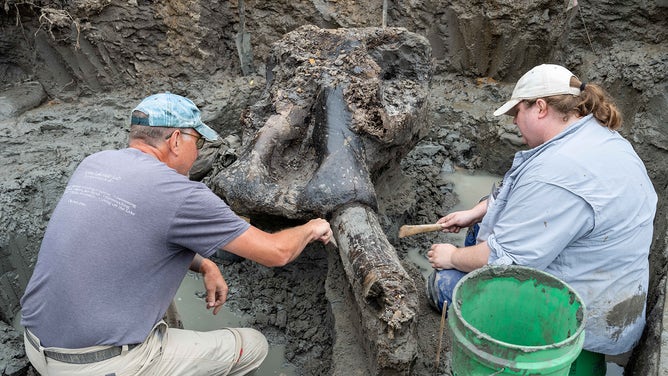 Mastodon skull.