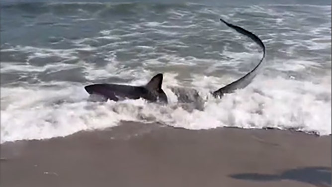 A large shark washed ashore at a New York City beach on Monday. Footage captured by Zoe Berger shows the thresher shark stranded on the sand at Rockaway Beach in Queens.