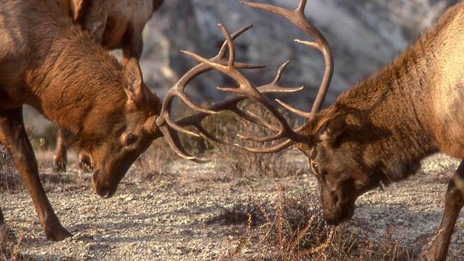 Bull elk sparring.