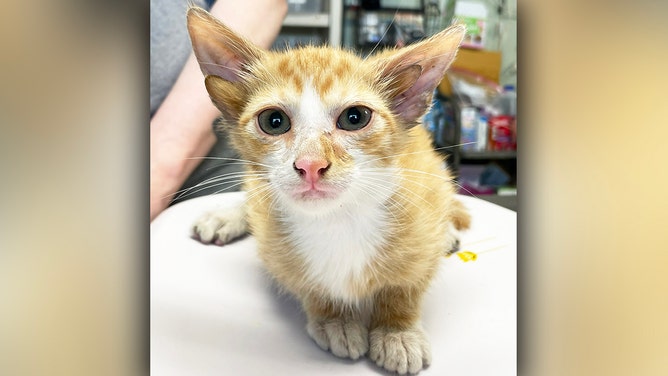 Meet Audio, a Tennessee kitten with four ears. He's almost nine weeks old, weighs just over two pounds, and has a rare genetic mutation.