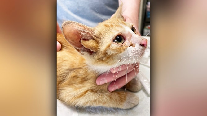 Meet Audio, a Tennessee kitten with four ears. He's almost nine weeks old, weighs just over two pounds, and has a rare genetic mutation.