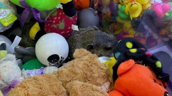 The groundhog inside the claw machine.