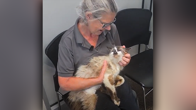 After a heartwarming reunion at Charleston Animal Society in South Carolina, Sam the cat has been reunited with his owner, Jennifer Ravenel. The heartwarming story has captured the attention of millions on social media, highlighting the strong bond between a woman and her beloved, long-lost companion.