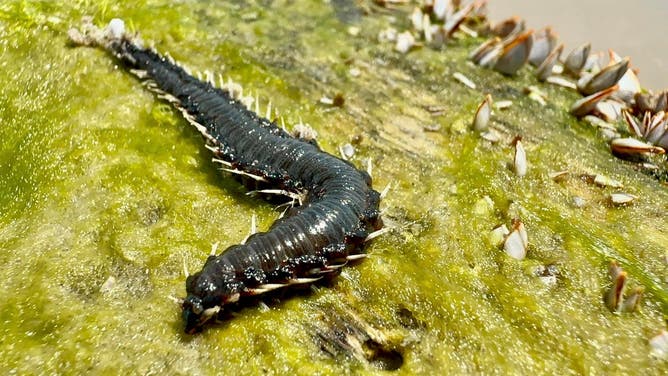 Fireworm on a log on Padre Island, Texas.