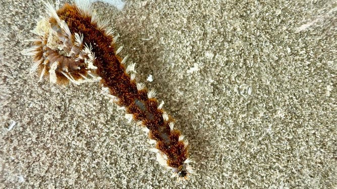 Fireworm in water. The white bristles are venomous, and the brown bristles are gills, according to the HRI.