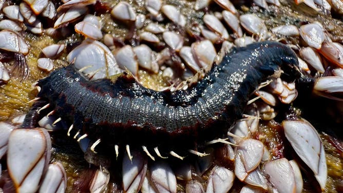 Fireworm next to gooseneck barnacles.