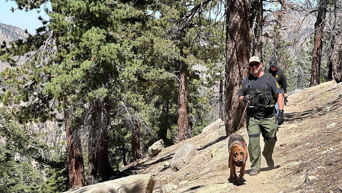 In the search for a missing hiker who was found alive after 30 hours in Angeles National Forest, rescue crews unexpectedly encountered Jay Leno during their search at Newcomb’s Ranch. This happened to be where the former late-night celebrity and his friends had gathered for a drive.