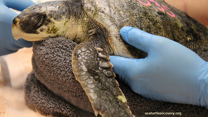 Despite the challenges the critically endangered Kemp's ridley sea turtle, faces, Pickles continues to fight for survival. She and four other sea turtles were saved from a fire at the only long-term care hospital in New Jersey after it was hit by lightning.