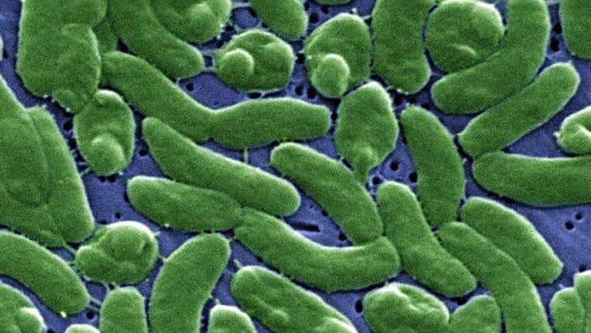 Under a high magnification of 13184X, this digitally-colorized scanning electron microscopic (SEM) image depicts a grouping of Vibrio vulnificus bacteria.