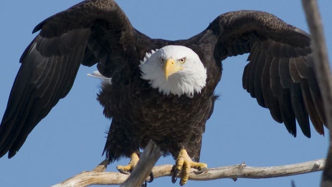 FILE: Bald eagle.