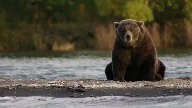 Brown bear in Alaska.