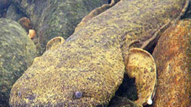 Photo of an eastern hellbender