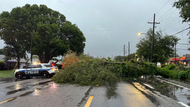 Trees were blown over Monday morning in Clearwater, Florida as Hurricane Debby progressed across the state.