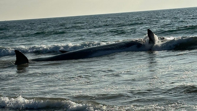 A 51-foot juvenile male fin whale has died after he was stranded on the beach in Torrance on Saturday afternoon.