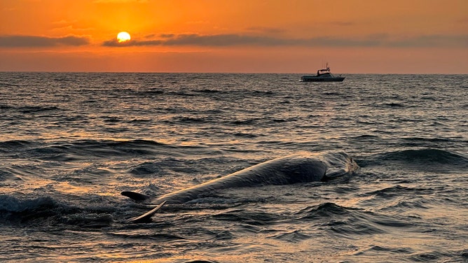 A 51-foot juvenile male fin whale has died after he was stranded on the beach in Torrance on Saturday afternoon.