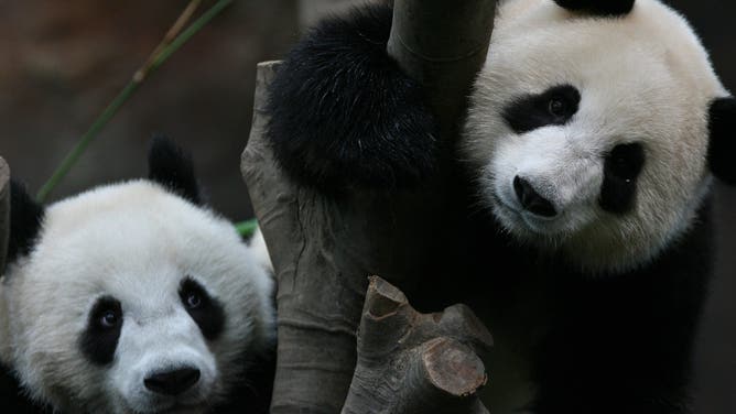 Giant pandas Ying Ying (right) and Le Le (left) are the parents of the new twins. Here they are on June 30, 2007 in the giant panda habitat in Ocean Park Hong Kong.