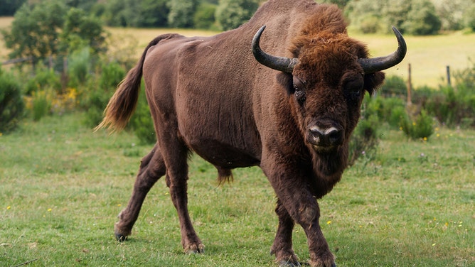 A bison is pictured in the reserve of the European bison (Bison Bonasus) next to the village of San Cebrian de Muda, in the Palentina Mountain natural park, northern Spain, on July 3, 2023.