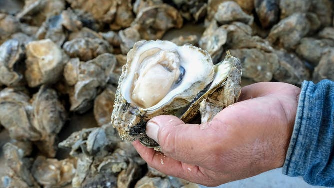 Shucked oyster from Galveston Bay.