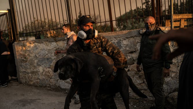 TOPSHOT - A volunteer rescues a dog from a wildfire near Penteli, on August 12, 2024. Greece's civil protection authorities ordered the evacuation of several towns in the north-eastern suburbs of Athens, threatened by a violent fire that started the day before and is spreading. European Union said that four countries -- Italy, France, the Czech Republic and Romania -- would send assistance at the request of Greece which is combating a massive wildfire burning through Athens suburbs. (Photo by Angelos TZORTZINIS / AFP) (Photo by ANGELOS TZORTZINIS/AFP via Getty Images)