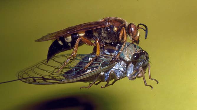 Cicada Killer wasp holding into a cicada.