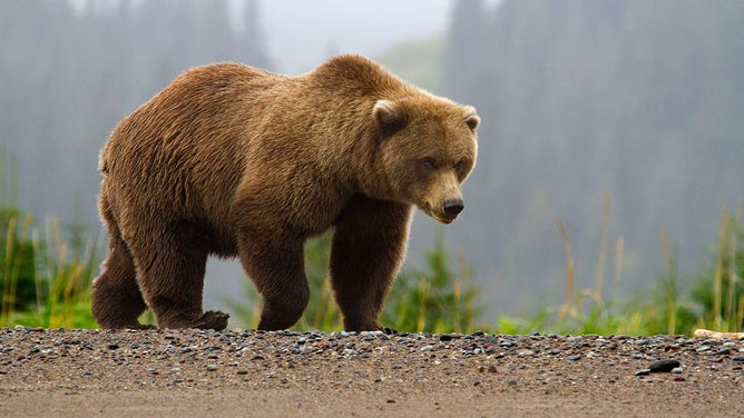 Brown bear in Alaska.