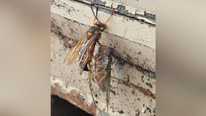 Cicada Killer wasp holding onto a cicada.