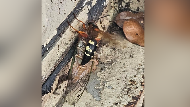 Cicada Killer wasp holding onto a cicada.