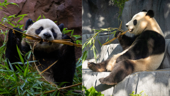 Yun Chuan and Xin Bao at their new home in San Diego Zoo.