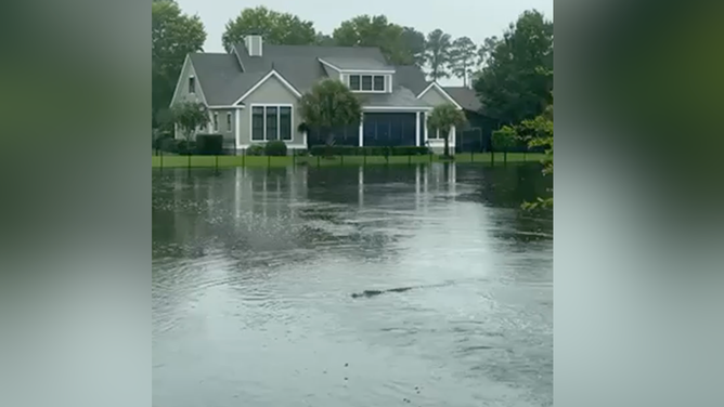 The alligator approaches Leblanc's lawn.