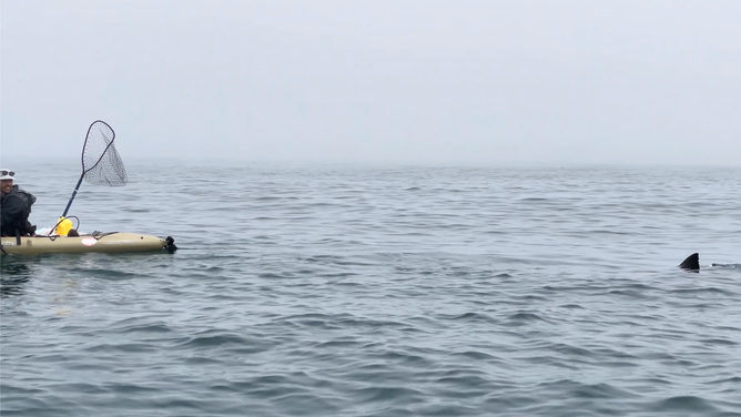 Kayaker wears a smile as he looks at the shark in the water.