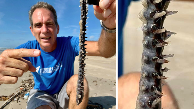 Jace Tunnell, Director of Community Engagement at the Harte Research Institute for Gulf of Mexico Studies with a bearded fireworm (left). Closeup of the worm's spikes (right).