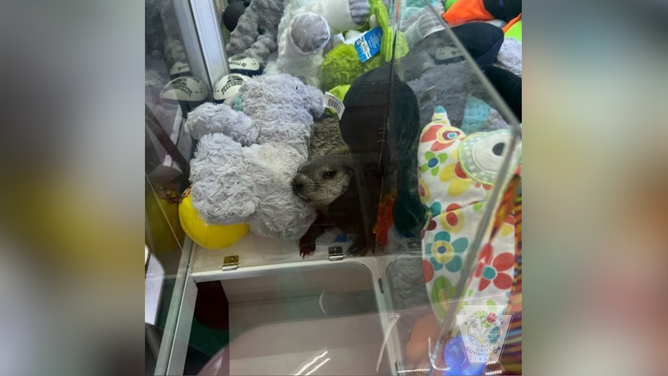 The groundhog inside the claw machine.