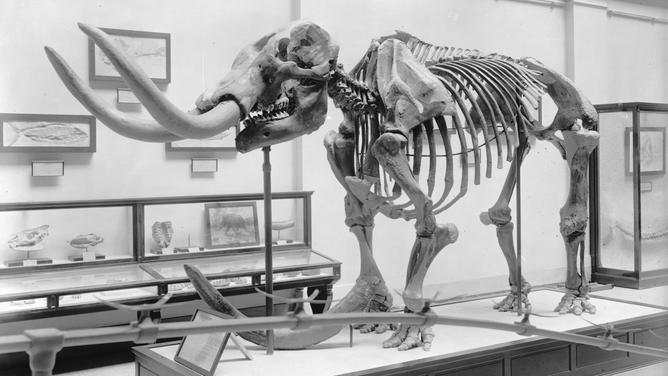 FILE: Complete mastodon skeleton on display.