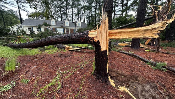 Tree damage in Lucama, North Carolina after an apparent tornado hit on Aug. 8, 2024 after Tropical Storm Debby's landfall.